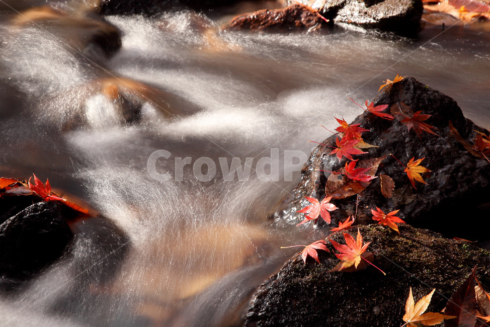 가을,단풍,시냇물,골짜기,흐름,물흐름,낙엽,산골,등산,가을,계절,fall,autumn,season,plant,식물,leaf,잎,tree,나무