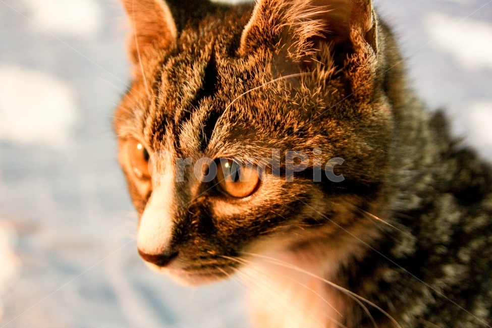 고양이,cat,고양이사진,새끼고양이,동물사진,pet,반려동물,반려묘,동물,동물,animal,포유류,mammal,고양이,cat,kitten,kitty