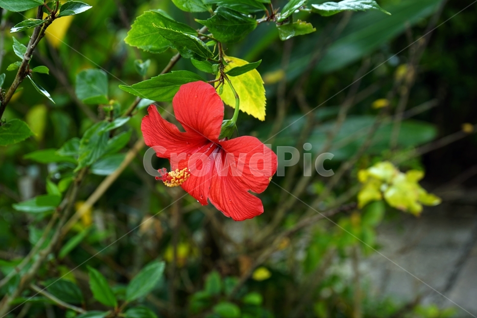 히비스커스,하와이,무궁화,정열,럭셔리,꽃,식물,붉은색,beautiful,plant,flower,식물,자연,plants,nature,꽃,flower