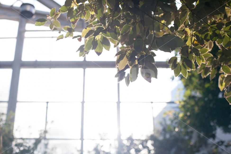 실내,식물원,나무,빛,역광,오후,감성,휴식,힐링,rest,relaxation,healing,식물,자연,plants,nature