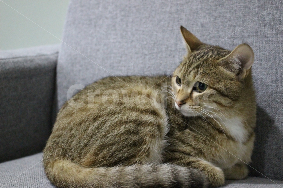 고양이,반려동물,유기묘,길냥이,애완동물,cat,pet,kitten,아기고양이,코숏,코리안숏헤어,동물,동물,animal,고양이,cat,kitten,kitty,포유류,mammal