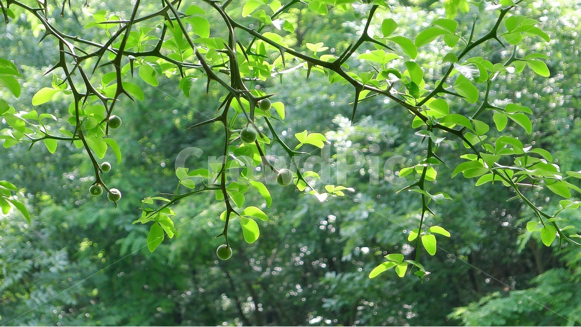 봄,자연,식물,녹음,숲,식물,자연,plants,nature,과일,열매,fruit