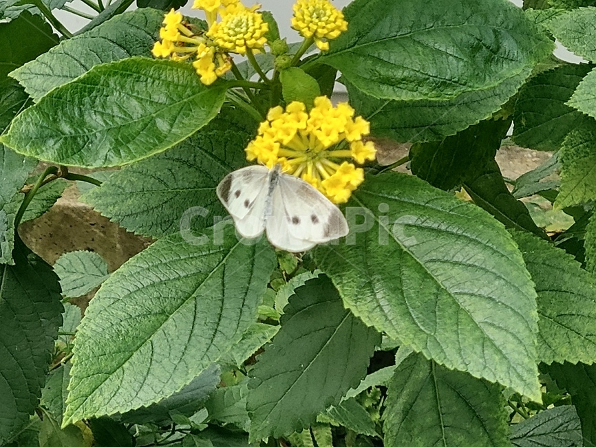봄,spring,나비,꽃,flower