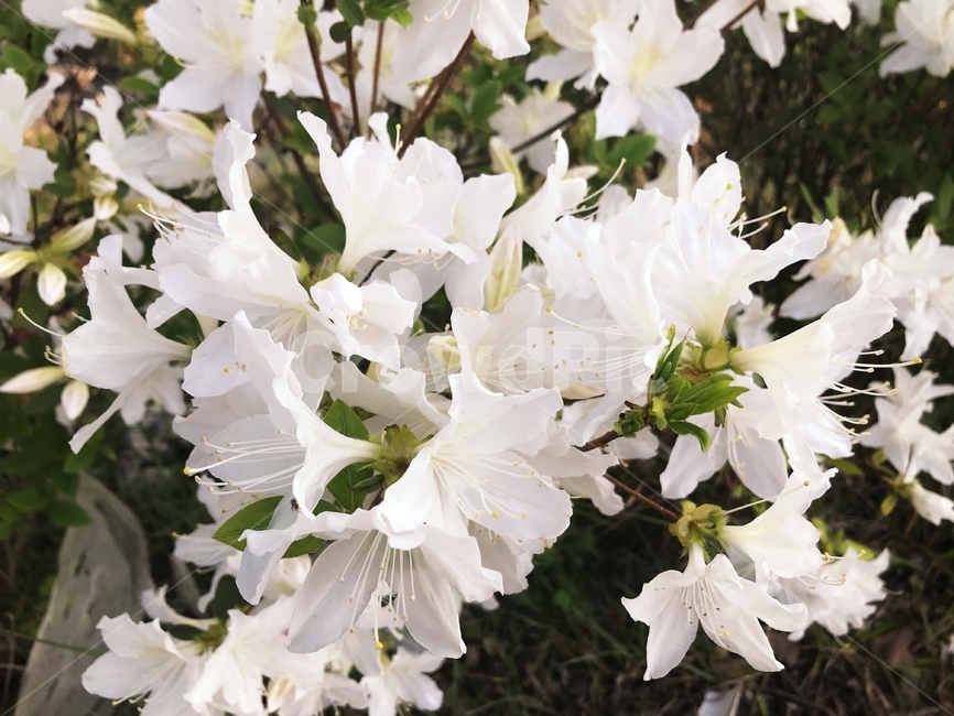 흰색,꽃,정원,가든,화이트,플라워,봄,봄꽃,봄날,피다,꽃이피다,flower,plant,blooming,garden,white,beautiful,spring