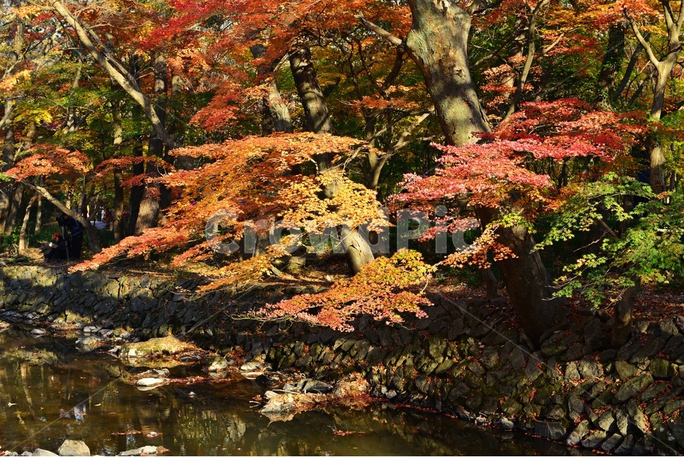 고창,선운사,도솔천,선운사가을,도솔천만추,계곡,가을,계절,추색,추경,만추,경치,경관,풍경,water,물,leaf,잎,nature,자연,outdoors,옥외,maple,단풍,plant,식물,tree,나무,treetrunk,나무줄기,가을,계절,fall,autumn,season,자연,풍경,nature,landscape