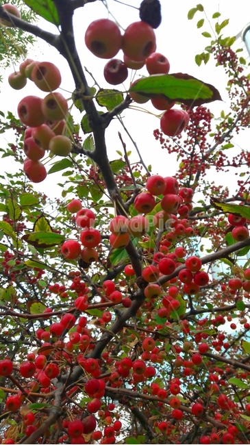 마가목,mountainash,열매,fruit,가을,fall,식물,plant