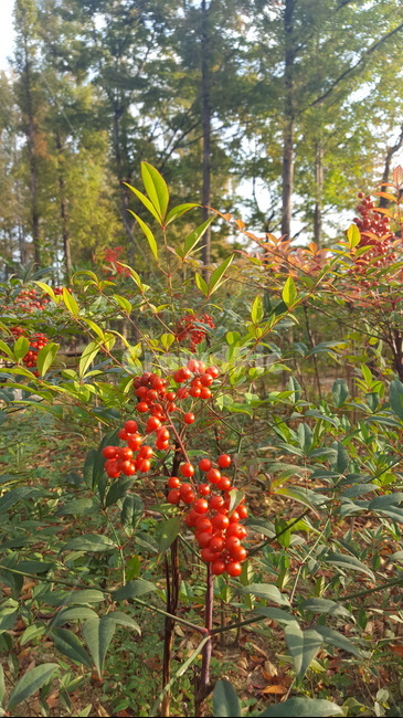 숲,꽃,자연,힐링,싱그로운,산책,햇살,열매,red,식물,자연,plants,nature,과일,열매,fruit
