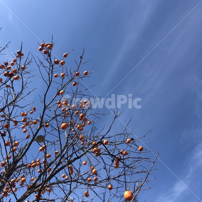 하늘,가을,구름,나무가지,감,나무,가을하늘,겨울하늘,풍경,sky,cloud,tree,식물,자연,plants,nature,과일,열매,fruit