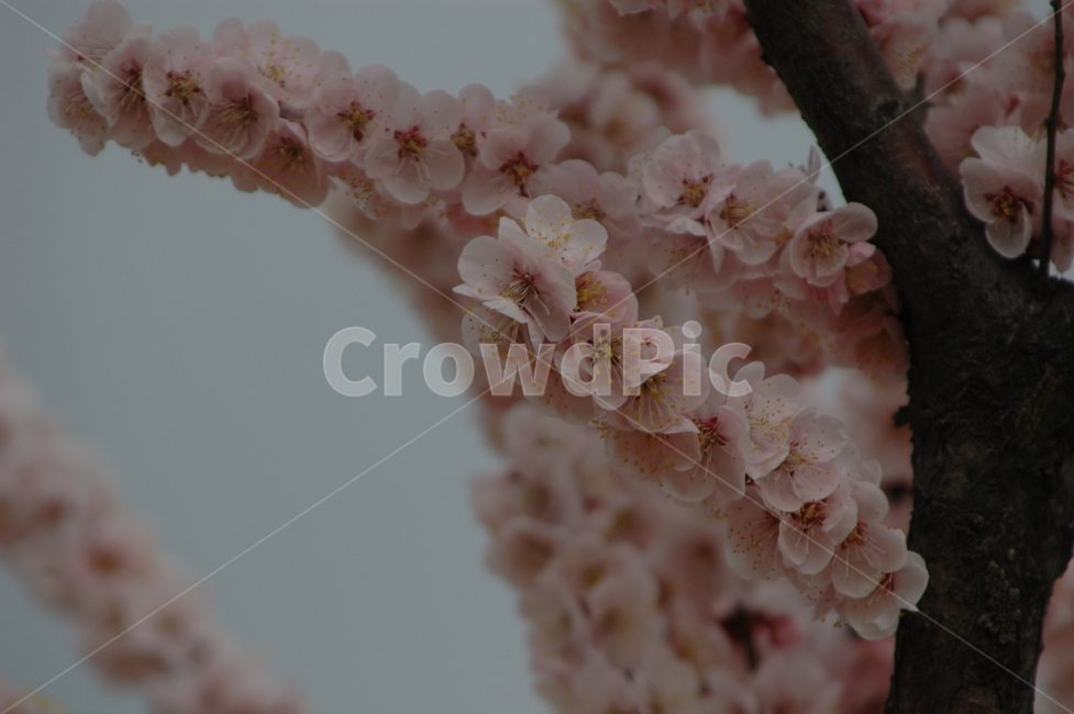 봄,벚꽃,벚꽃축제,벚꽃개화,만개한벚꽃,봄,계절,spring,season,plant,식물,blossom,꽃,cherry blossom,flower