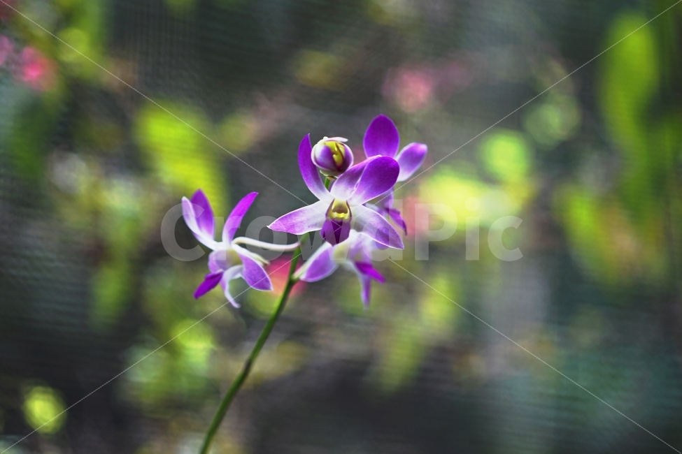 꽃,서양난,왈링왈링,국화,피지,식물,자연,plants,nature,꽃,flower