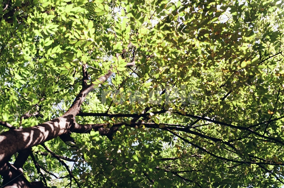 나무,자연,숲,햇살,봄,여름,필름카메라,식물,자연,plants,nature,나무,trees,wood