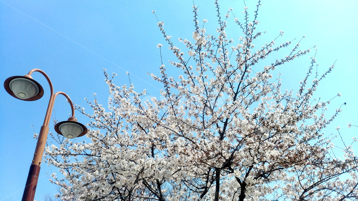 벚나무,벚꽃,나무,꽃,봄,가로등