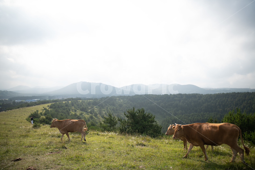 아부오름,소,해질녘,일몰,풍경,제주,오름,제주오름,하늘,평화로움,평화,동물,animal,포유류,mammal,목축업,목장,livestock farming,ranching,pasture