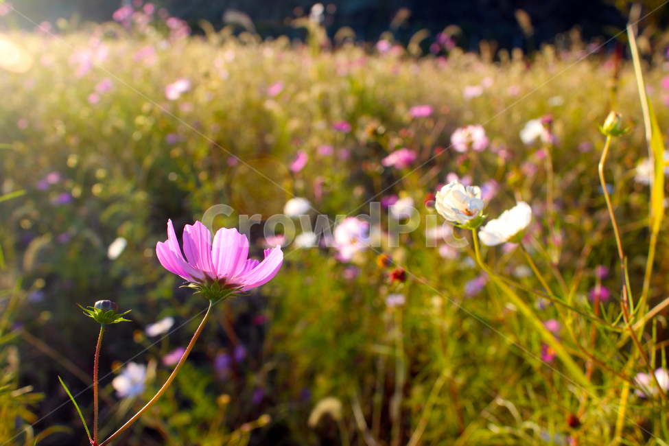 코스모스,가을,꽃,flower,cosmos,자연,가을꽃,노을빛,야생화,휴식,힐링,fall,autumn,nature,가을,계절,fall,autumn,season,식물,자연,plants,nature,꽃,flower,plant,blossom,petal,꽃잎,anemone,아네모네,geranium,제라늄