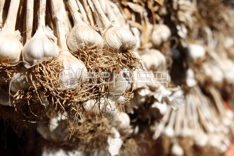 garlic,Garlic Vegetables,Garlic Harvest,crops,Garlic cultivation,Garlic farming