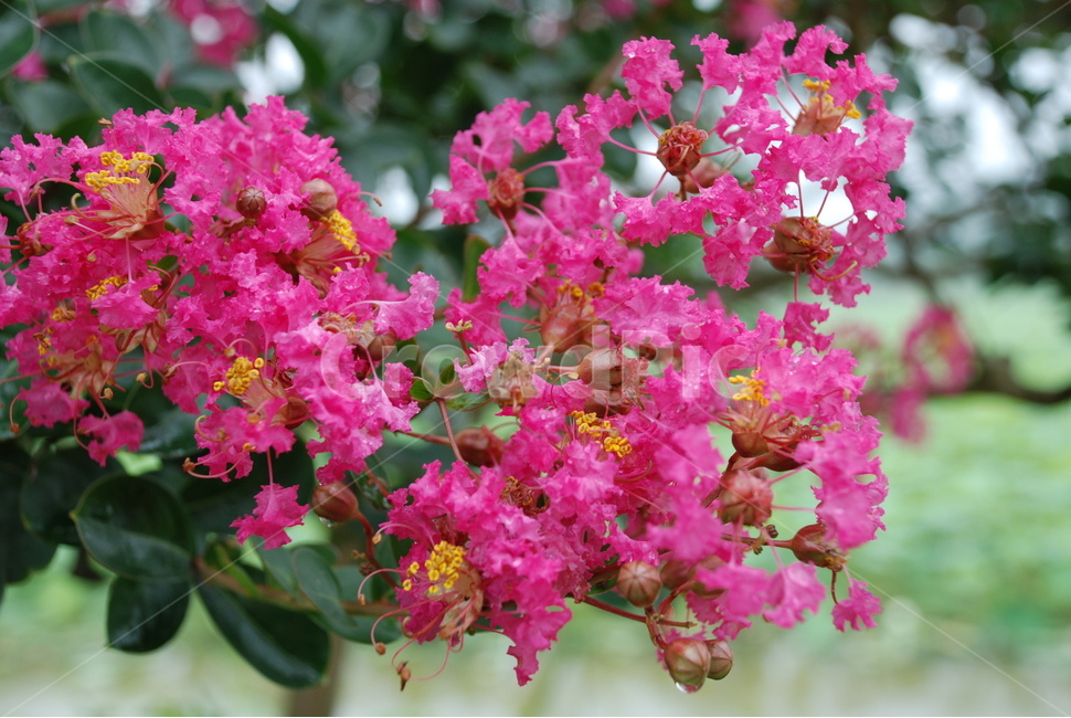 배롱나무꽃,배롱나무,여름꽃,분홍꽃,꽃,식물,자연,plants,nature,꽃,flower