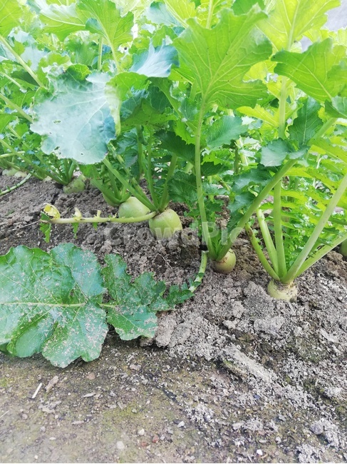 식물,음식,초록,줄기,농사,식물,자연,plants,nature