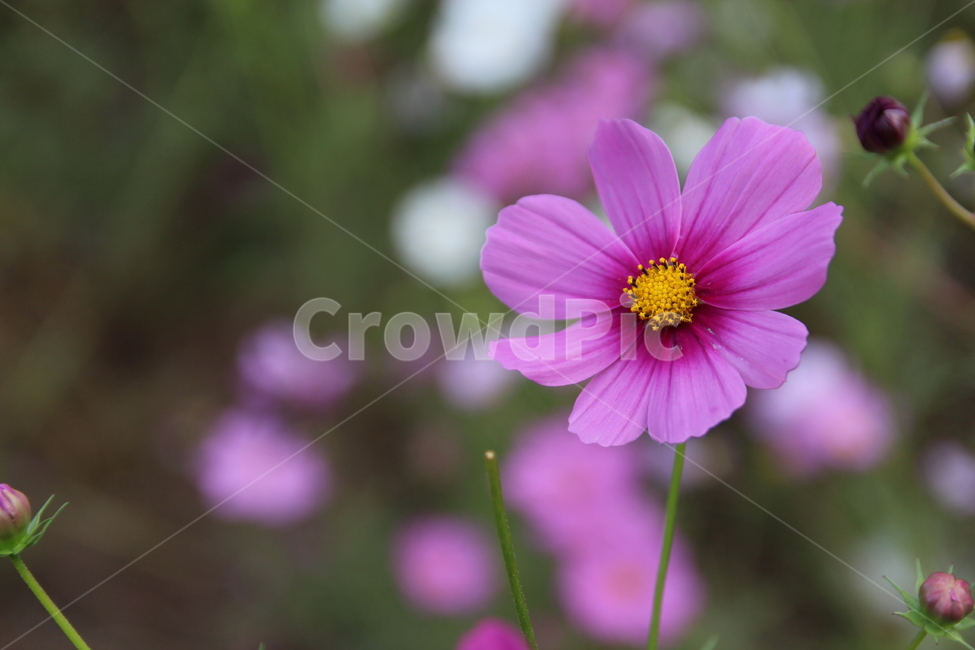 plant,식물,flower,꽃,blossom,꽃잎,식물,자연,plants,nature,꽃,flower