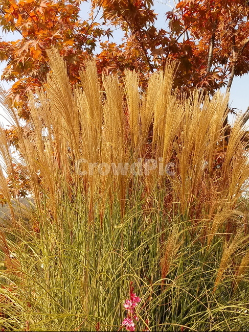 단풍,갈대,식물,plant,(reed,가을,계절,fall,autumn,season,grass,잔디,food,음식