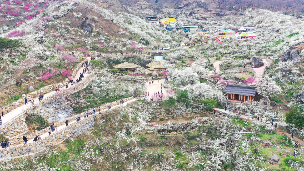 매화꽃,봄꽃,봄축제,풍경,홍매화,봄,계절,spring,season,시골,마을,풍경,landscape,country,rural,town,사람들,대중,군중,other people,crowd,nature,자연,outdoors,옥외,경치,scenery