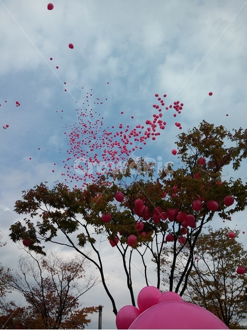 풍선,핑크,분홍,하늘,날리기