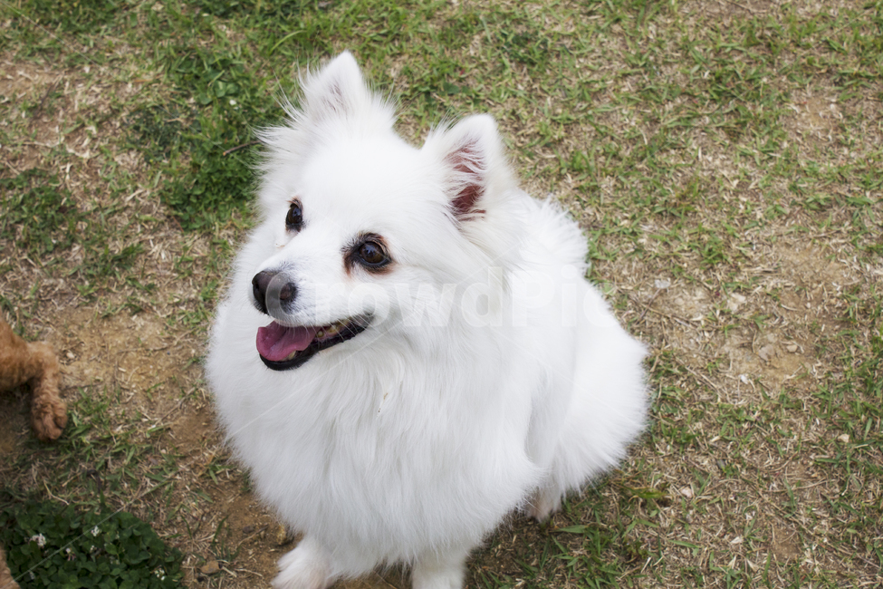 animal,동물,pet,착한애,mammal,포유류,dog,개,canine,송곳니,반려동물,앉은개,흰개,흰멍멍이,흰강아지,앉은흰강아지,흰색강아지,흰색개,동물,animal,포유류,mammal,개,강아지,dog,doggy