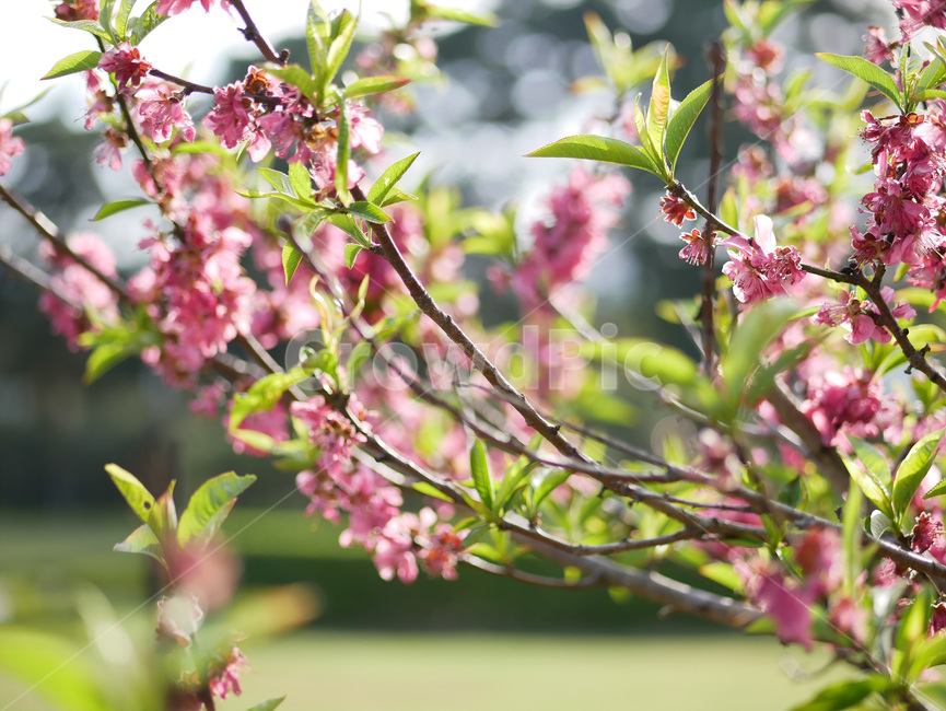 plant,식물,blossom,flower,꽃,자연