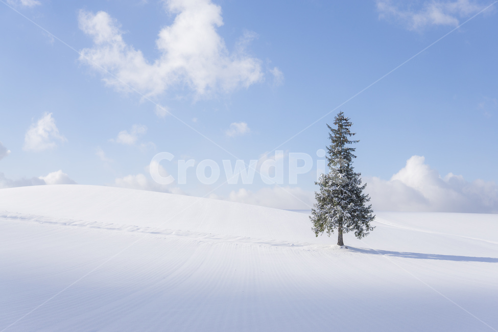 biei,snow,christmas tree,tree,winter,sapporo