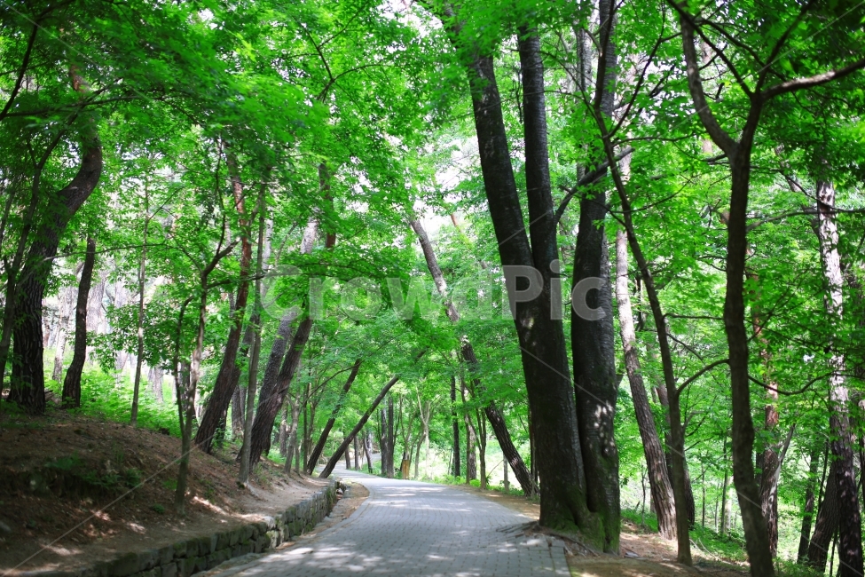 길,산책로,등산,산,자연풍경,자연,풍경,둘레길,둘래길,둘렛길,숲,숲속,산속,사월,봄,시골,자연,풍경,nature,landscape,식물,plants,나무,trees,wood,휴식,힐링,rest,relaxation,healing