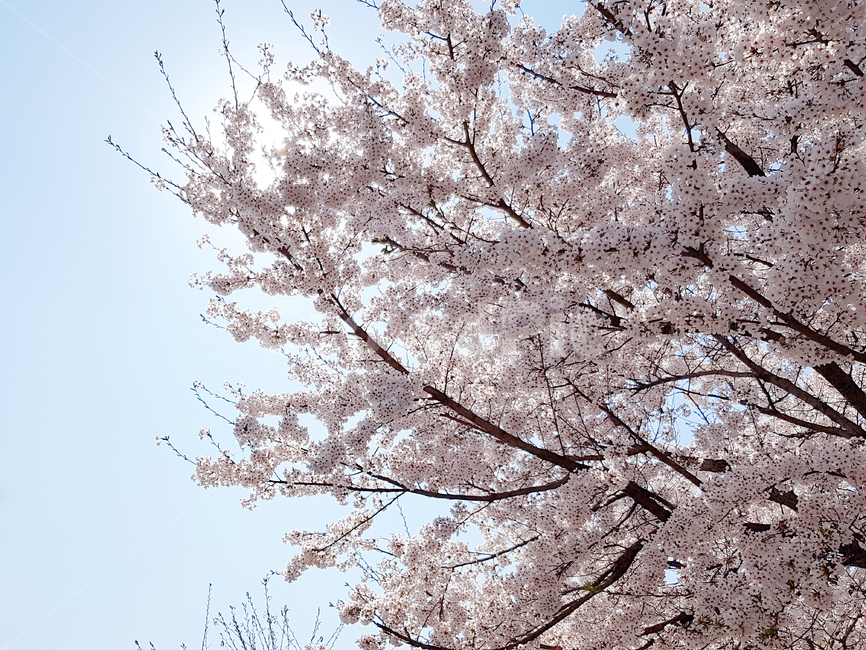 벚꽃,봄,꽃,식물,자연,cherryblossoms,예쁜꽃,봄꽃,꽃배경