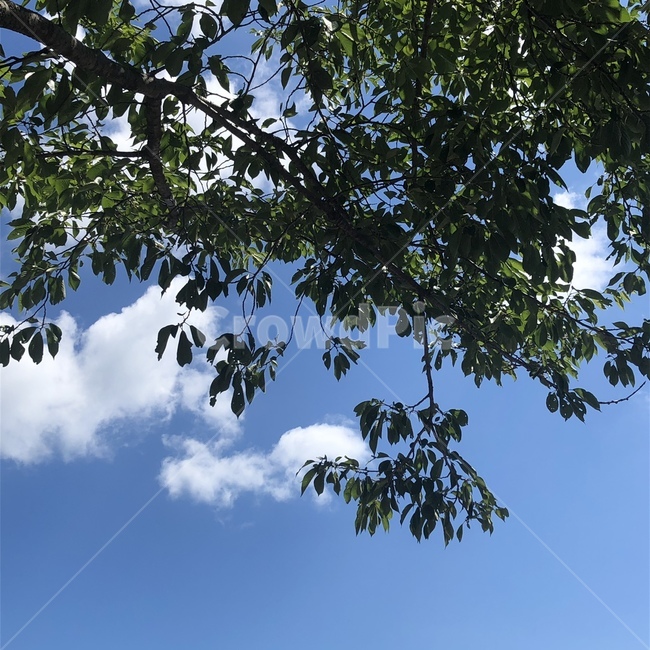 plant,식물,tree,나무,나뭇잎,구름,하늘,sky,자연,예쁜하늘,nature,cloud,leaf,푸른하늘,파릇파릇한