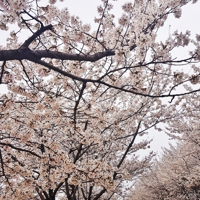 벚꽃,꽃,봄,cherryblossom,spring,벚꽃나무,나무,핑크,하늘,봄,계절,spring,season,식물,자연,plants,nature,꽃,flower,plant,cherry blossom,blossom