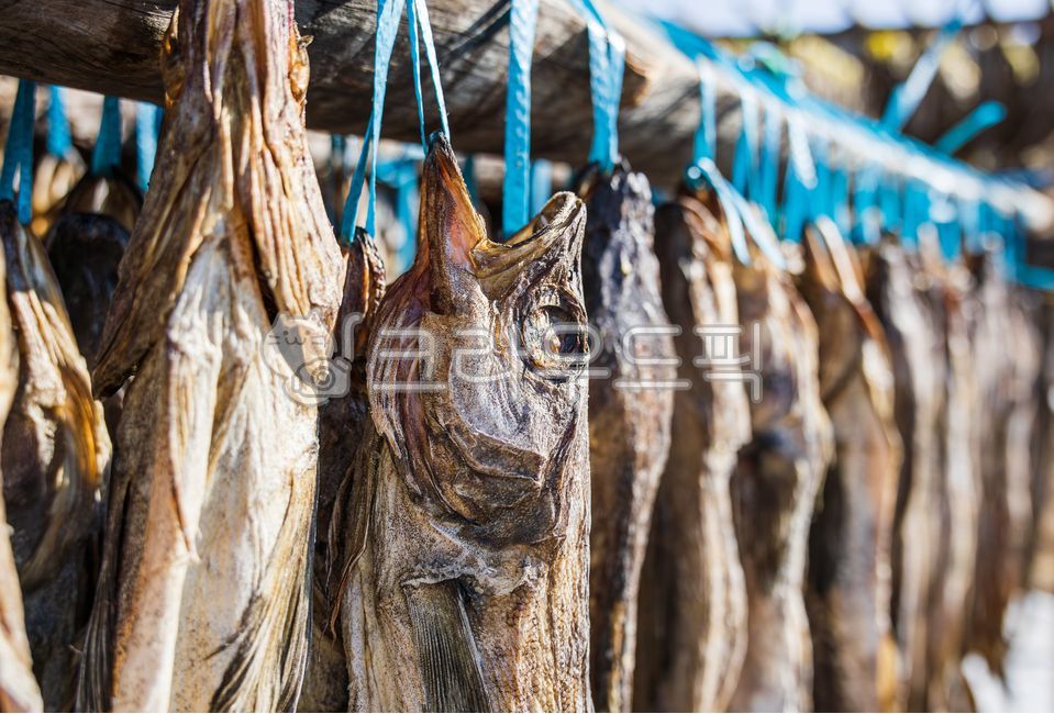 황태덕장,겨울바람,말린,명태,황태,덕장,강원도,겨울,바람,말린거,말리는,건어물,황태포,황태포무침,황태국,황태찜,황태불고기,황태채,고단백,단백질,겨울식품,식품,대구과,생선,물고기,북태평양,야외,추운,날씨,따뜻한,햇살,driedpollack,alaskapollock,walleyepollock,theragrachalcogramma,gaduschalcogrammus,winterwind,winter,wind,gangwondo,deokjang,cold,dried,driedfish,pollack,highprotein,protein,winterfood,food,gadidae,fish,northpacific,outdoor,weather,warm,sunlight