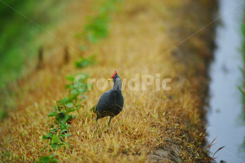 뜸부기,조류,논,희귀조류,새,동물,animal,조류,새,birds