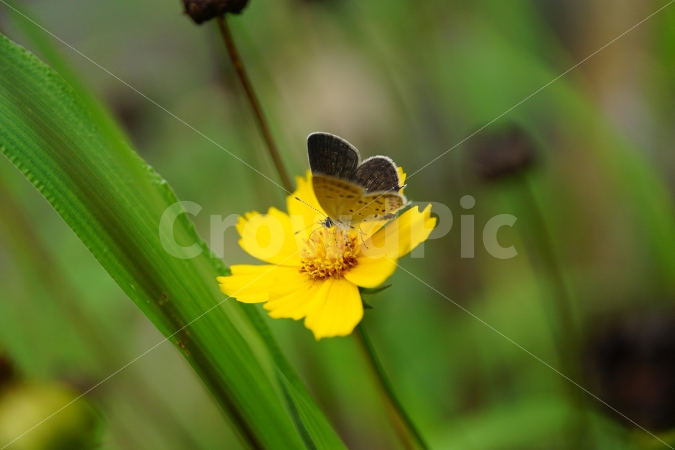 금계국,꽃,플라워,식물,나비,곤충,동물,자연,flower,insect,butterfly,nature,식물,자연,plants,nature,동물,animal,곤충,벌레,insect,bug,꽃,flower