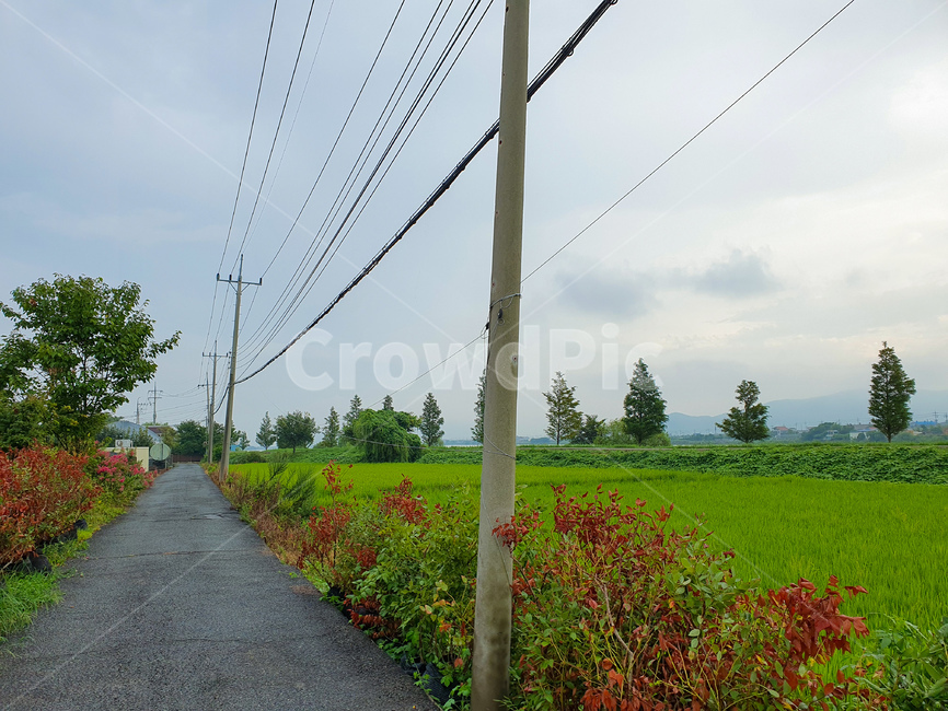 자연,나무,풍경,시골길,road,nature,tree,view,한국,korea,시골,rural,countryside,꽃,flower