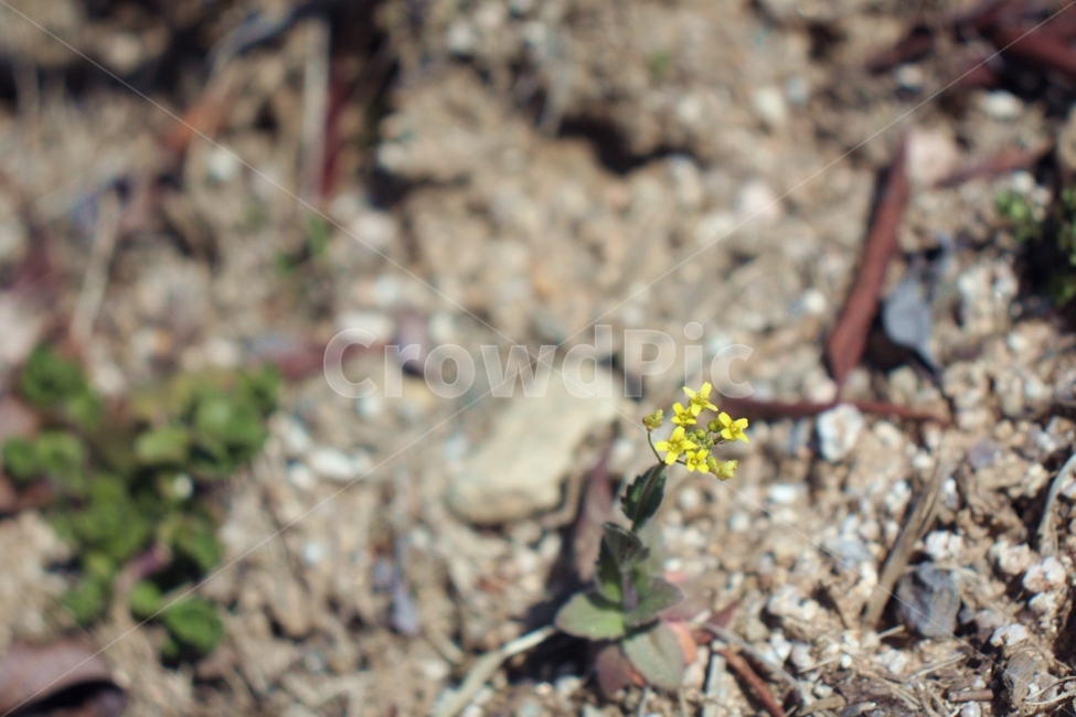 plant,식물,flower,꽃,yellowflower