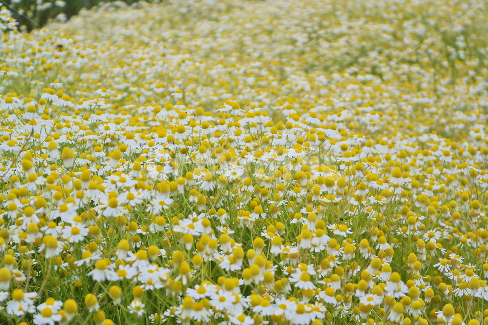 카모마일,캐모마일,꽃,허브,꽃밭,감성,봄꽃,flower,blossom,봄,국화과,plant,field