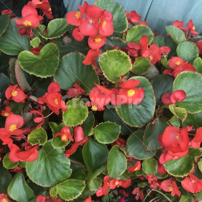 plant,식물,꽃,flower,blossom,식물,자연,plants,nature,꽃,flower