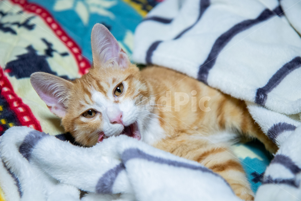 고양이,치즈고양이,누운고양이,코리안숏헤어,치즈태비,하품하는고양이,동물,animal,포유류,mammal,고양이,cat,kitten,kitty