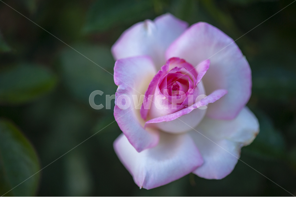 장미,장미정원,꽃,꽃송이,오월장미,장미꽃,접사사진,식물,자연,plants,nature,꽃,flower