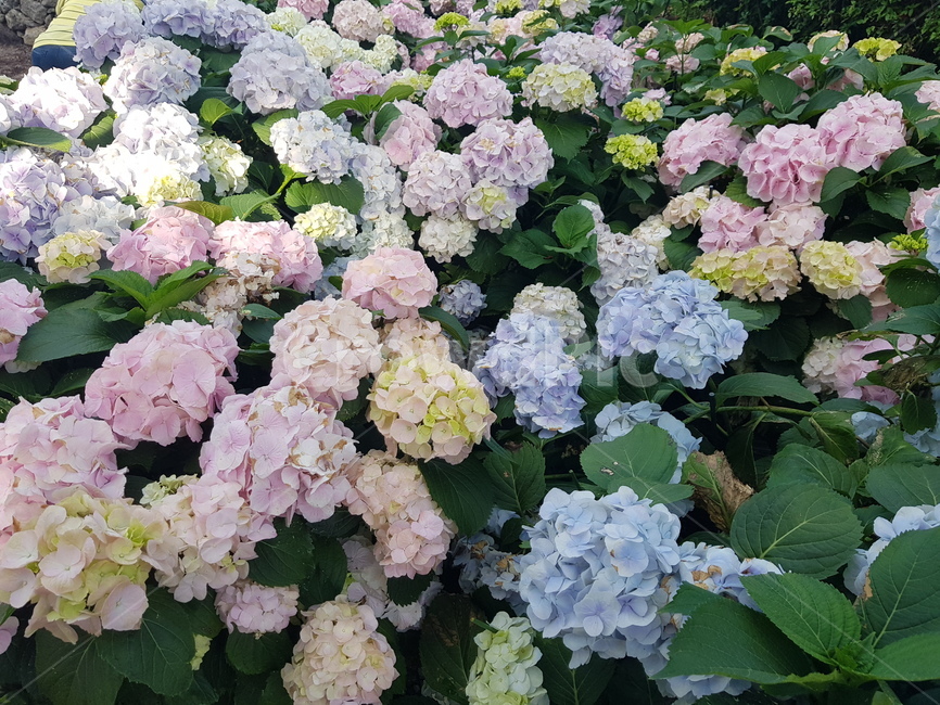 자연,꽃,수국,수국꽃,힐링,여유,식물,자연,plants,nature,꽃,flower