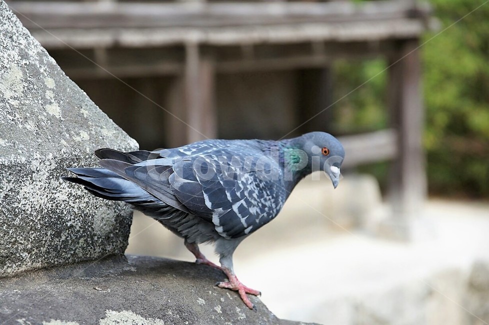 새,동물,자연,nature,animal,bird,건물,동물,animal,조류,새,birds