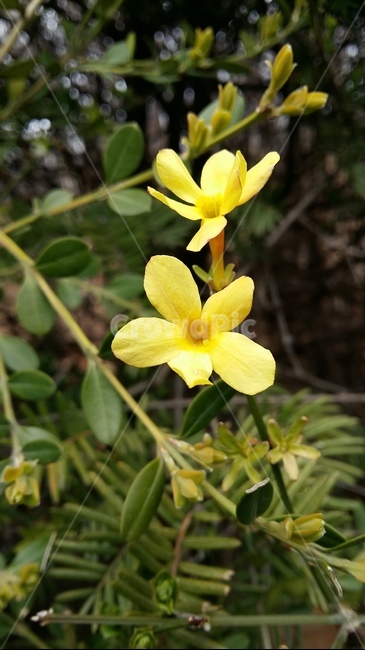 미선나무,봄꽃,개나리,노랑꽃,장주화,식물,자연,plants,nature,꽃,flower