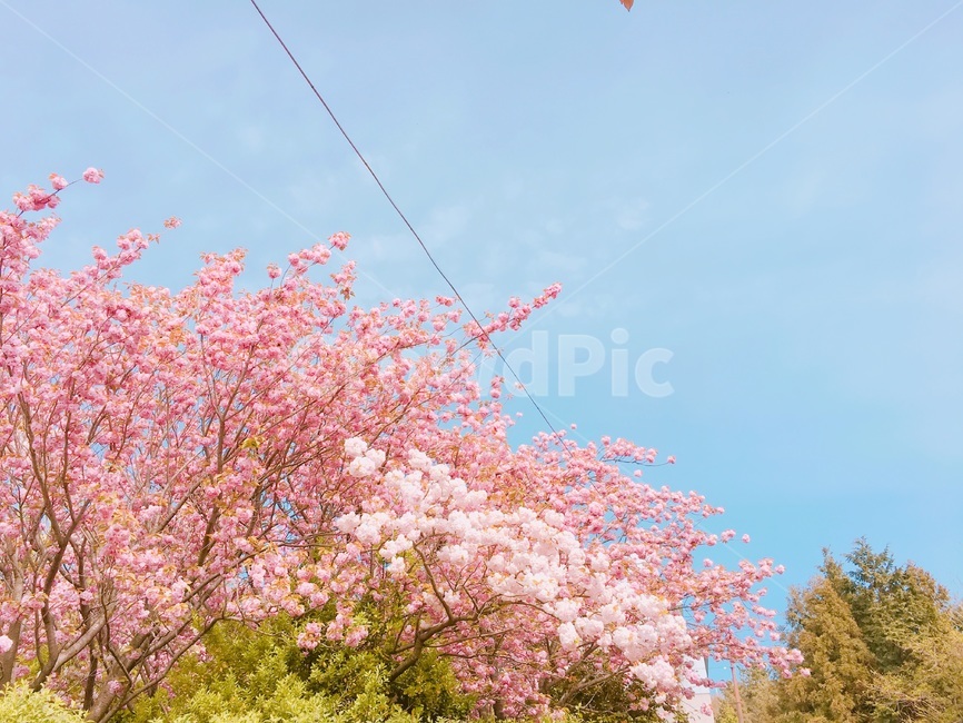 겹벚꽃,벚꽃,벚꽃놀이,파란하늘,하늘벚꽃