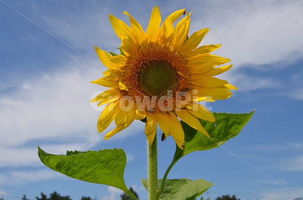 plant,summer flowers,sunflower,flower