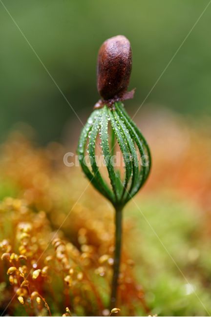 잣나무새싹,잣나무,새싹,자연,이슬,이끼