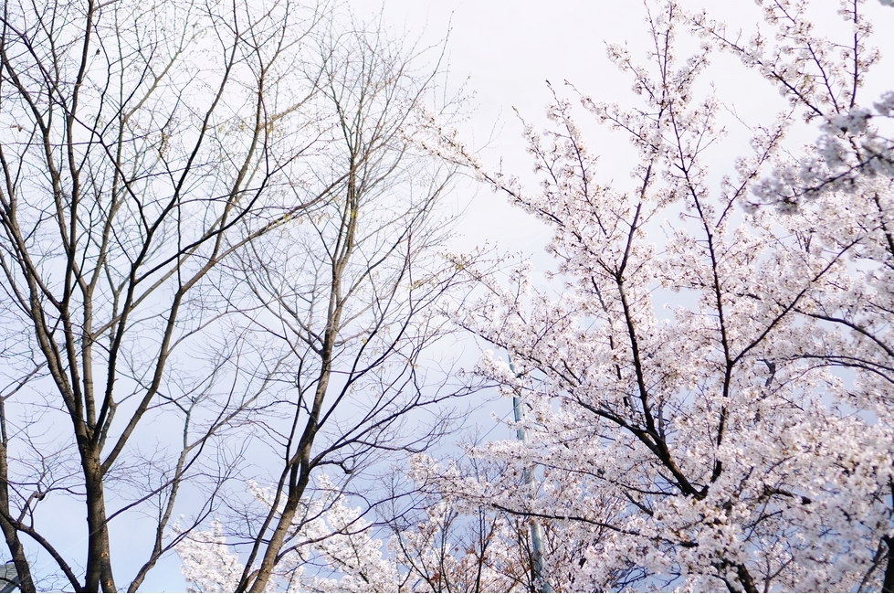 벚꽃,벚꽃나무,봄,봄꽃,벚꽃잎,벚꽃하늘,벚나무,봄,계절,spring,season,식물,자연,plants,nature,꽃,flower,plant