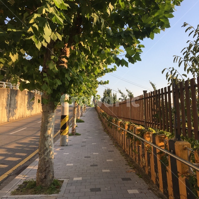 태평,언덕,골목,가로수,울타리