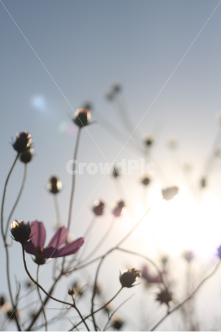 꽃,코스모스,배경,배경화면,봄